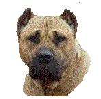 dogue des cananries