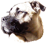 dogue de mallorque